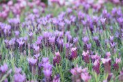 bloemen en planten vvbvanbree     1134